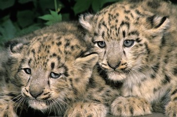 Snow Leopard or Ounce, uncia uncia, Cub