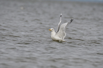 Silbermöwe an der Ostsee	