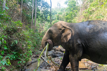 Fototapeta na wymiar Elephants in Chiang Mai, Thailand.