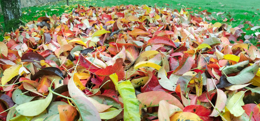 Autumn background. Background of autumn multicolored leaves.