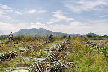 Campesinos están jimando el agave en el campo.