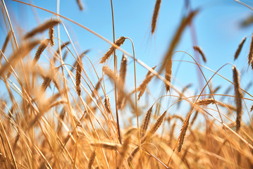 Fototapeta premium Rye ears close up. Rye field in a summer day. Harvest concept