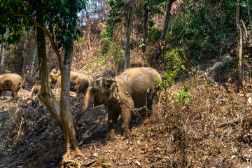 Elephants in Chiang Mai, Thailand.