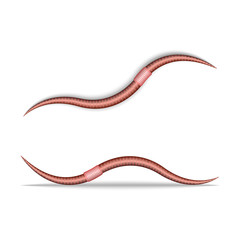 Crawling earthworm isolated on white 3d realistic vector illustration, terrestrial invertebrate animal