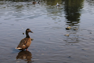 ducks ona water at breary marsh west yorkshire