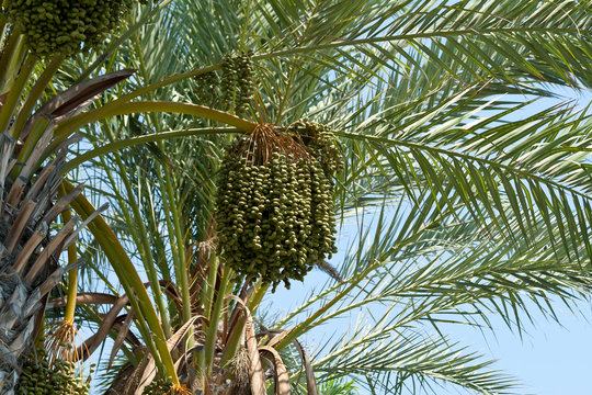 Green dates on palm tree