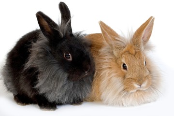 Red and Black Dwarf Rabbit against White Background