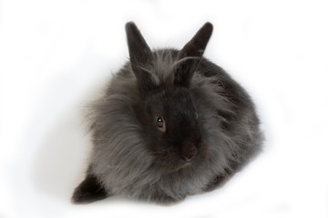 Black Dwarf Rabbit against White Background