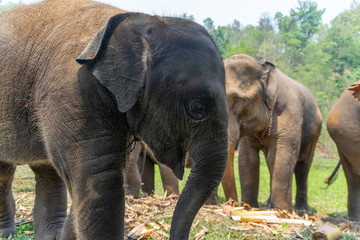 Fototapeta premium Baby elephants in Chiang Mai, Thailand.