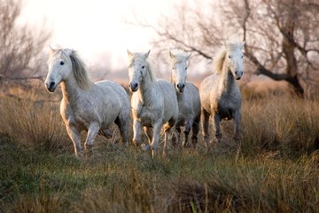 Camargue Horse, Herd, Saintes Maries de la Mer in the South East of France - obrazy, fototapety, plakaty