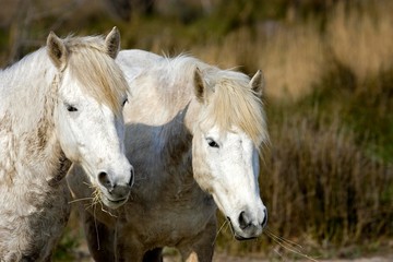 Camargue Horse, Pair eating Grass, Saintes Maries de la Mer in the South East of France