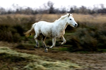Camargue Horse, Adult Galloping through Swamp, Saintes Maries de la Mer in the South East of France