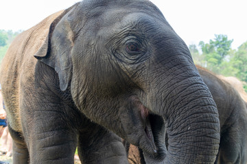 Close up of an elephant in Thailand