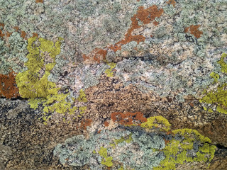 The texture of a stone covered with lichen