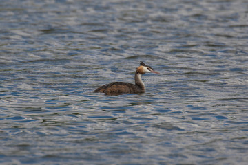 Views of Great Crested Grebe (scientific name Podiceps cristatus), The Broads, Norfolk, UK