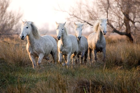 Camargue Horse, Herd, Saintes Maries De La Mer In The South East Of France