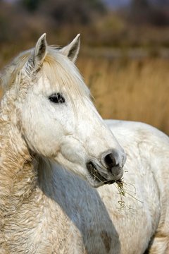 Camargue Horse, Portrait of Adult eating Grass, Saintes Maries de la Mer in the South East of France