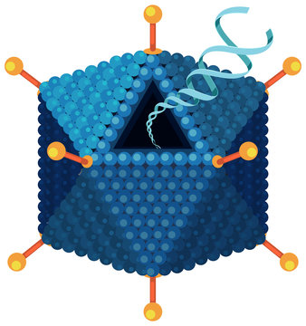Adenovirus structure diagram on white background