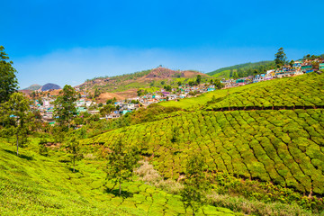 Obraz premium Tea plantation nature background landscape