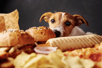 Hungry dog stealing food from table. Jack russell terrier puppy eat unhealthy fast food. Pet...