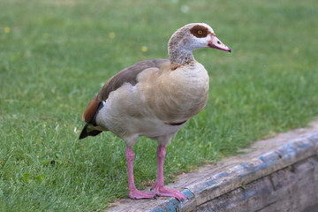 Egyptian Goose (scientific name Alopochen Aegyptiaca), The Broads, Norfolk, UK