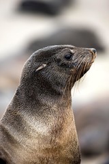 South African Fur Seal, arctocephalus pusillus, Portrait of Female, Cape Cross in Namibia