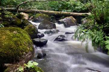 Naklejka na ściany i meble stony stream in the forest area