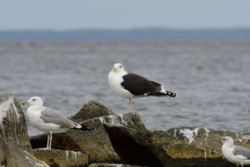 Mantelmöwe (Larus marinus) an der Ostsee	