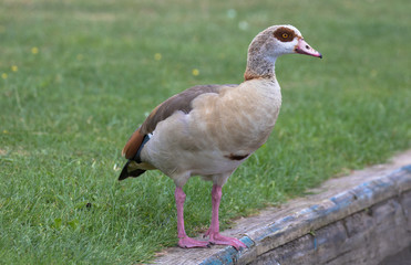 Egyptian Goose (scientific name Alopochen Aegyptiaca), The Broads, Norfolk, UK