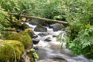 Fototapeta premium stony stream in the forest area