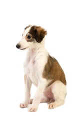 Borzoi or Russian Wolfhound, Pup sitting against White Background