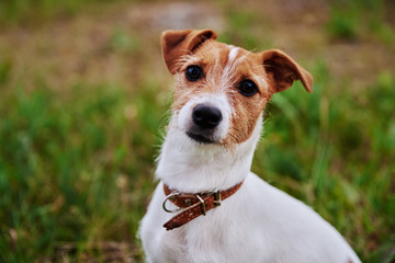 Dog on the grass in summer day. Jack russel terrier puppy looks at camera
