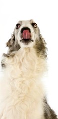 Borzoi or Russian Wolfhound, Portrait of Female licking its Nose against White Background