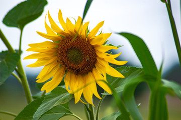 Sonnenblume im Grossformat portrait closeup im Feld 