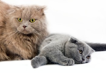 Lilac Self Highland Fold or Lilac Self Scottish Fold Longhair Domestic Cat, Female with Blue Scottish Fold Kitten standing against White Background