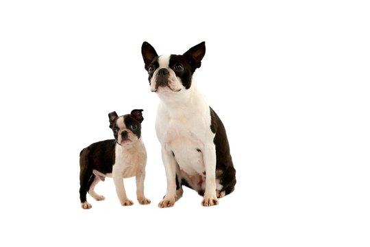 Boston Terrier Dog, Mother and Pup standing against White Background