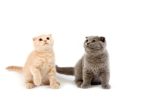 Blue and Cream Scottish Fold Domestic Cat, 2 Months old Kittens standing against White Background
