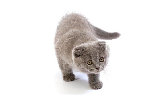 Blue Scottish Fold Domestic Cat, 2 Months old Kitten standing against White Background