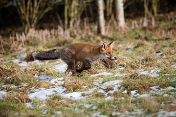 Naklejka na ściany i meble Red Fox, vulpes vulpes, Adult running on Snow, Normandy