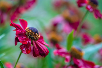 Rote Blumen Blumenwiese  Sonnenhut Sonnenbraut Sommer