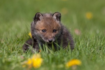 Naklejka na ściany i meble Red Fox, vulpes vulpes, Cub standing in Flowers, Normandy