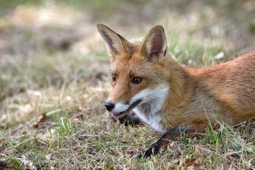 Naklejka na ściany i meble Red Fox, vulpes vulpes, Adult laying on Grass, Normandy