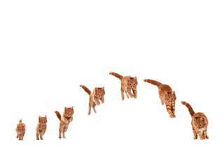 Red Tabby Domestic Cat, Kitten against White Background, Leaping Sequence