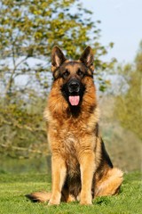 German Shepherd Dog, Adult sitting on Grass with Tongue out
