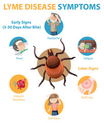 Lyme disease symptoms information infographic