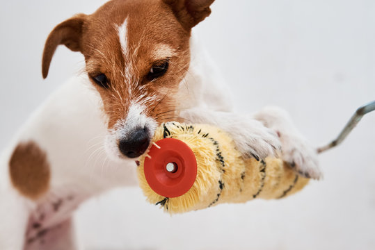 Renovation concept . Dog jack russell terrier playing with paint roller in white room