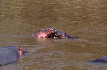 Hippopotamus, hippopotamus amphibius, Mother and Calf standing in River, Masai Mara Park in Kenya