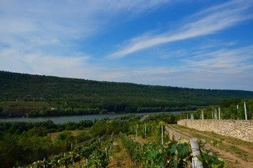 Fototapeta na wymiar beautiful view of vine terraces, river, and wooded hillside, blue cloudy sky above