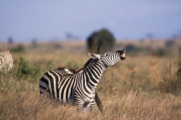 Fototapeta na wymiar Burchell's Zebra, equus burchelli, Adult in Flehmen, Masai Mara Park in Kenya