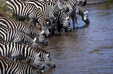 Fototapeta na wymiar Burchell's Zebra, equus burchelli, Herd Drinking at Water Hole, Masai Mara Park in Kenya